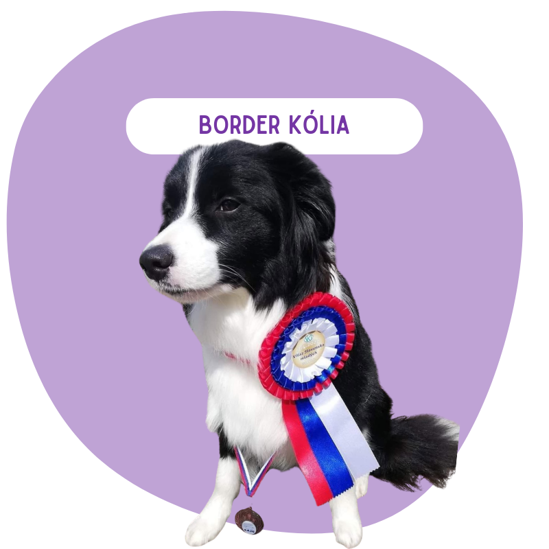 Border kólia