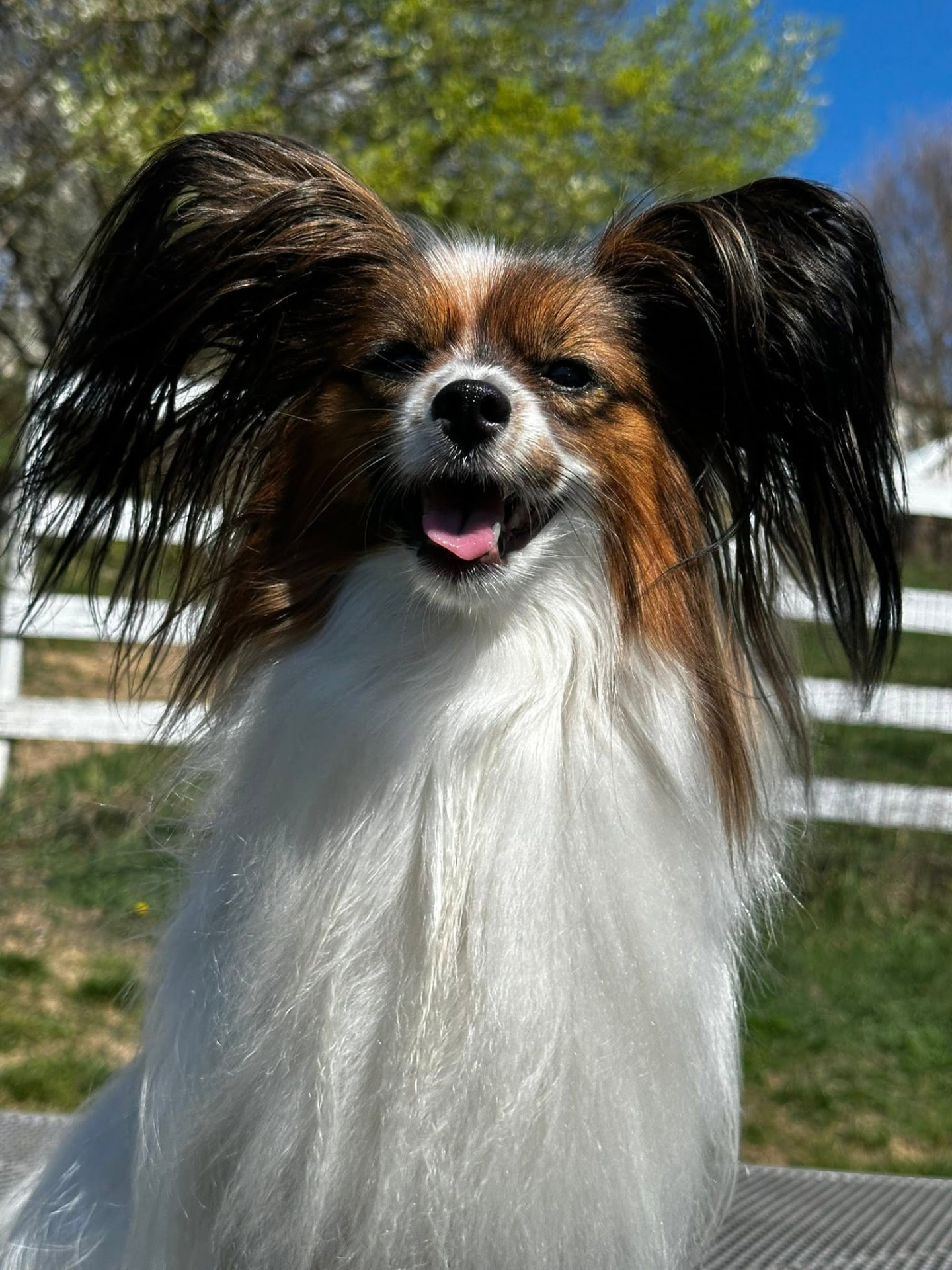 Portrét papillona