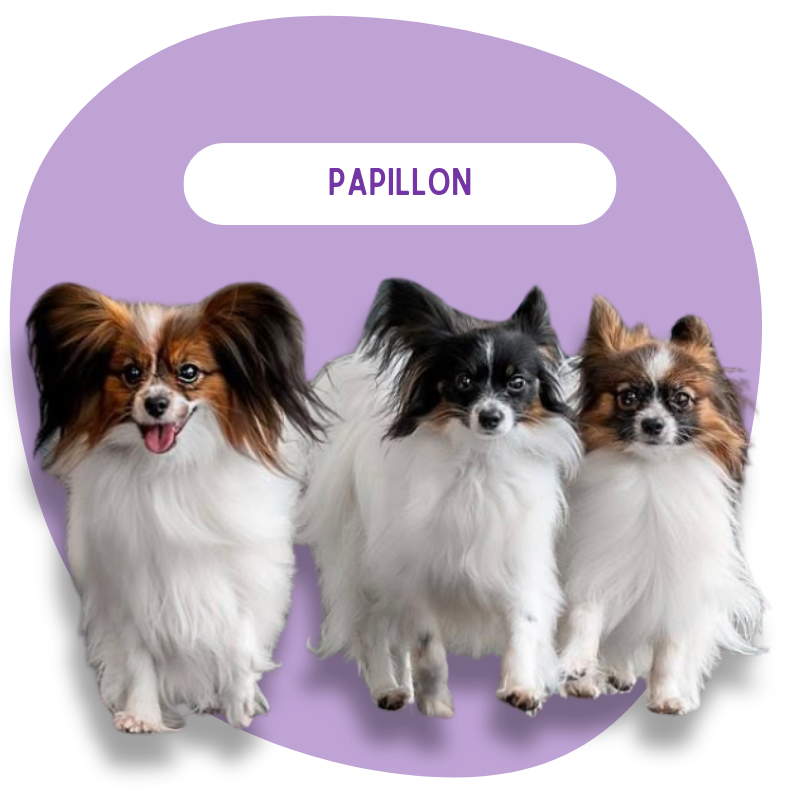 Papillon