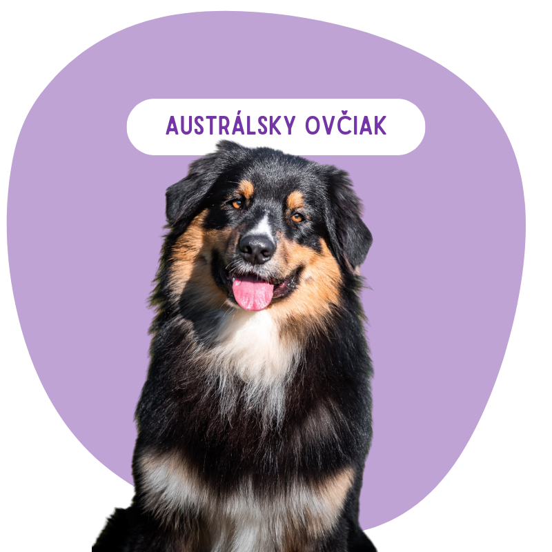 Austrálsky ovčiak