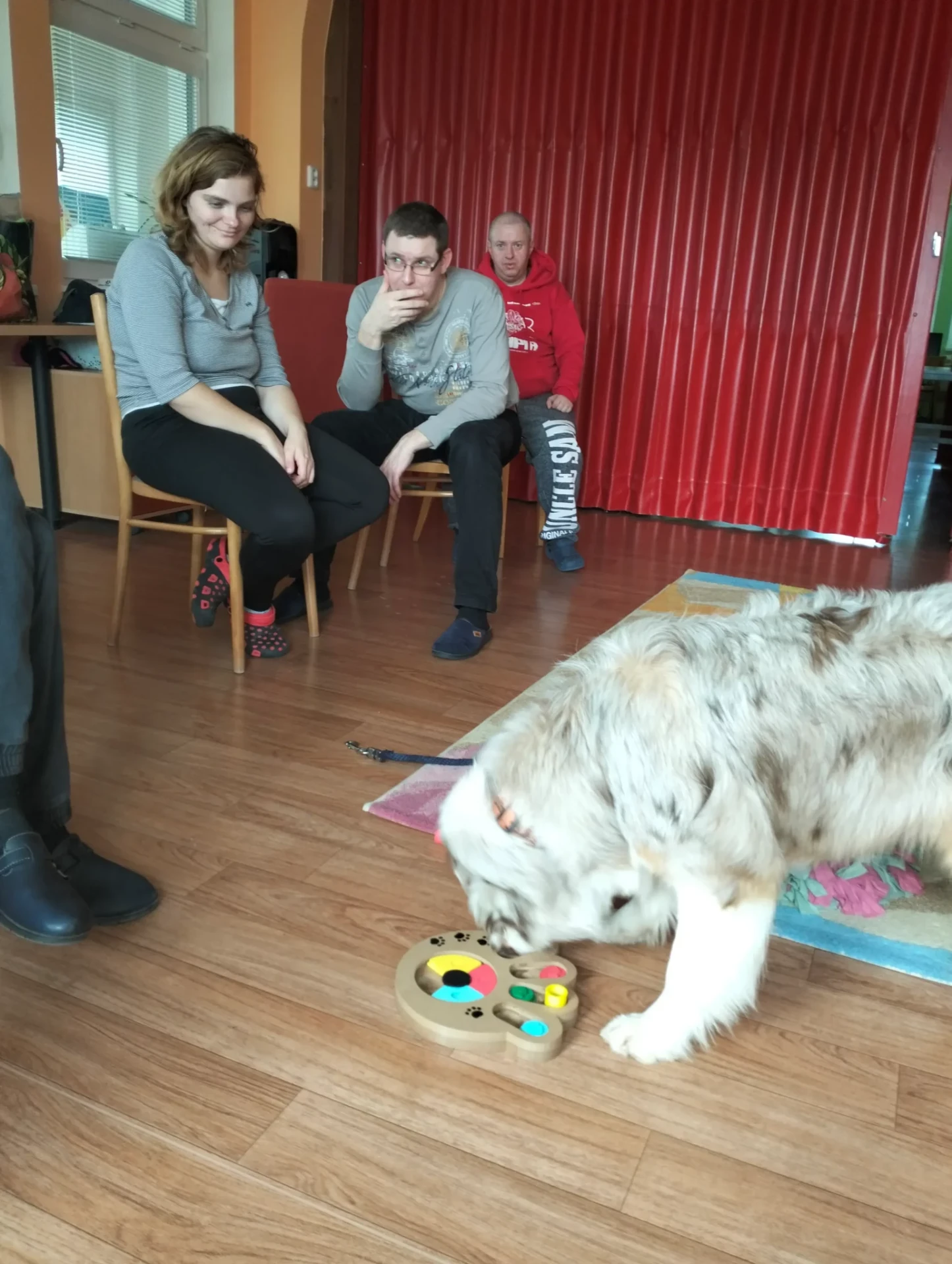 Pes pri hlavolame počas canisterapie