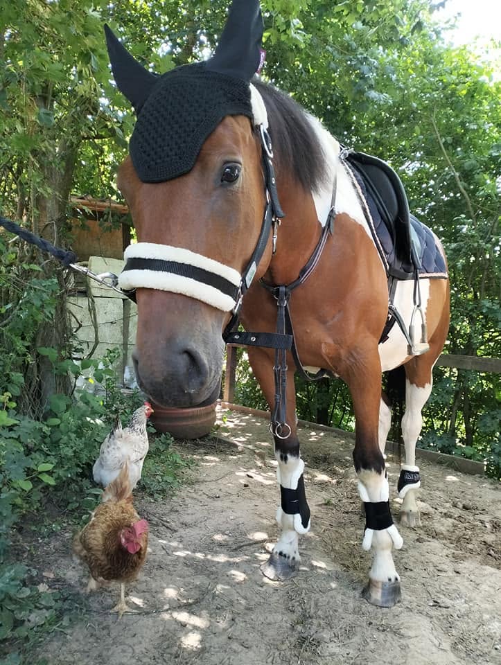 Koník na dvore