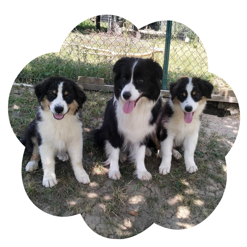 Tri border kólie na dvore