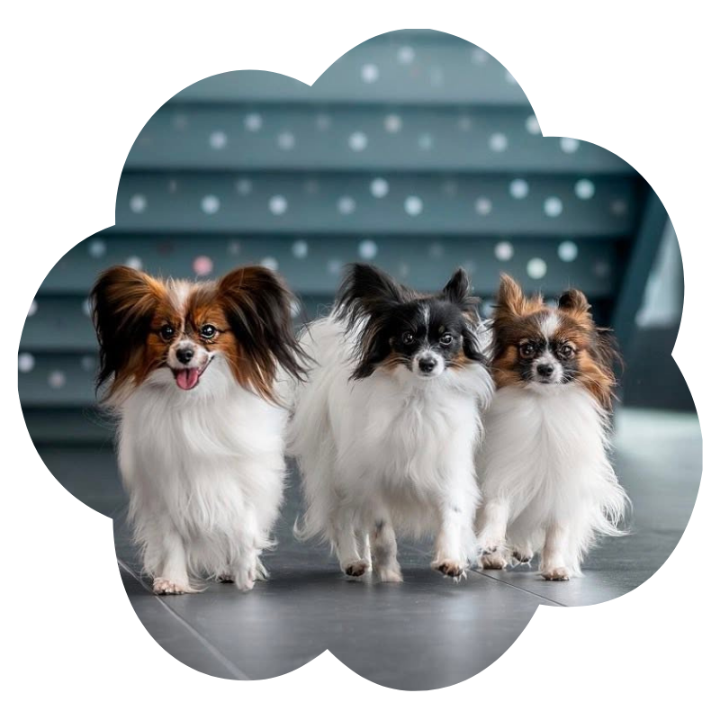 Tri papillony