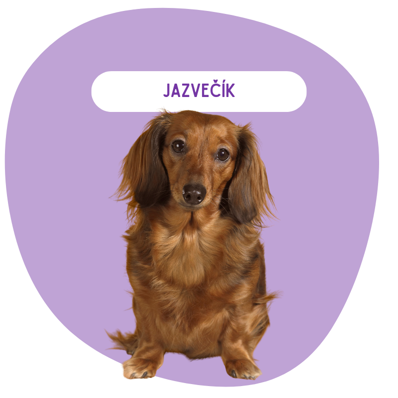 Jazvečík