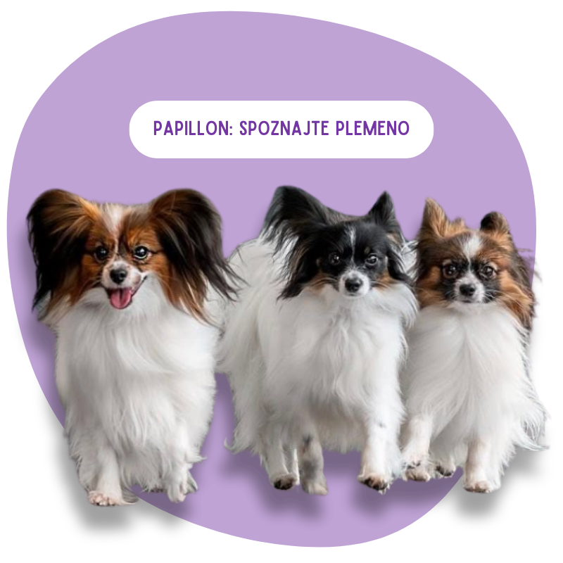 Papillon