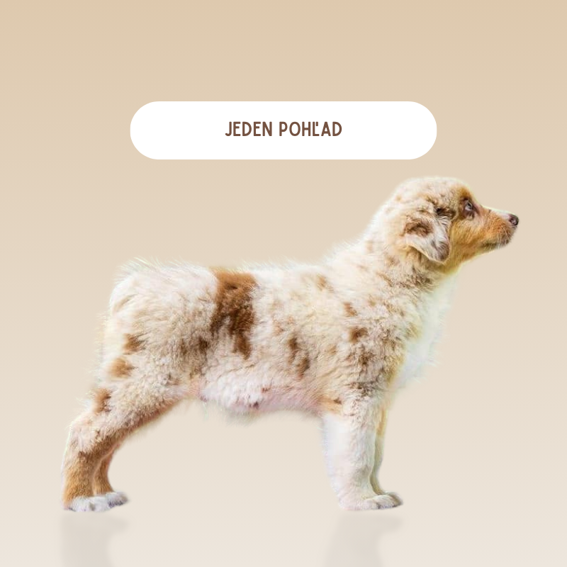 Austrálsky ovčiak – Pozornosť